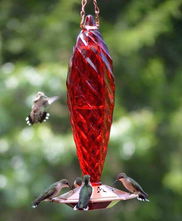 Paradise Ruby Crystal Spiral Hummingbird Feeder